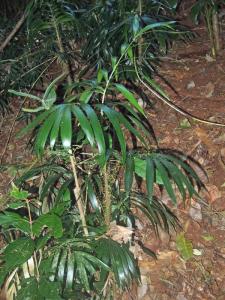 Calamus muelleri 2.jpg